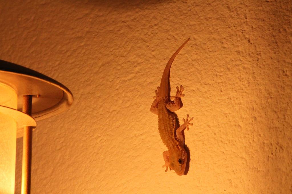 Casa Alegria Mazarron Villa Dış mekan fotoğraf